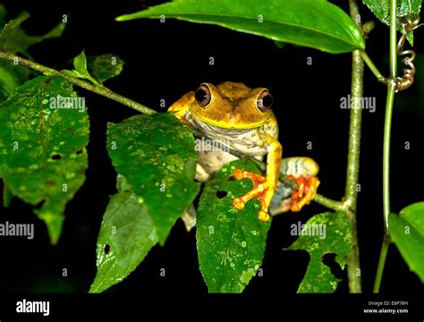 Mapa Tree Frog Hypsiboas Geographicus En El H Bitat La Familia