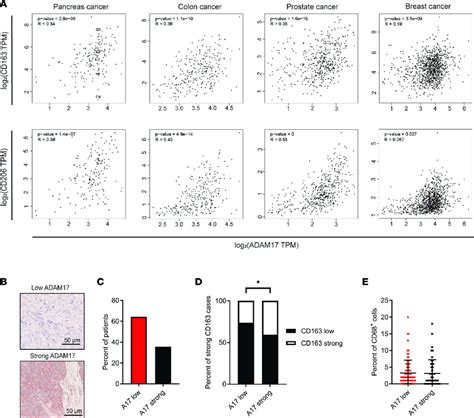 Adam17 Expression Correlates To Protumorigenic Macrophage Markers Cd163 Download Scientific