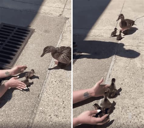 Heroic Woman Steps Into A Storm Drain To Rescue Ducklings Who Fell