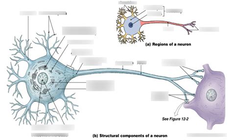 Neuron Labeling Diagram | Quizlet