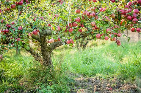 pohon apel foto stok potret gambar bebas royalti istock