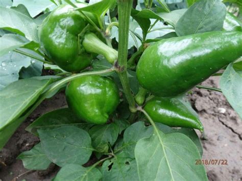 Как вырастить урожайный перец в открытом грунте