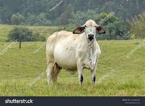 Brahman Cattle Queensland Australia Stock Photo 2172681567 | Shutterstock