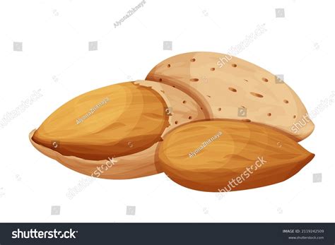 Nutshell Stock Illustrations Images And Vectors Shutterstock