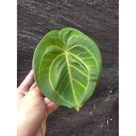 Jual Kuping Gajah Anthurium Tanaman Hias Shopee Indonesia