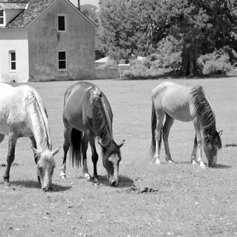 The wildlife from Cumberland Island, Georgia. I just had to post more ...