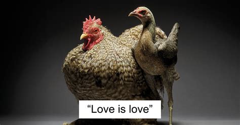 Rooster And Hen In Love