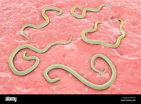 Dog roundworm (Toxocara canis), computer illustration. This is a dog parasite whose eggs are ...