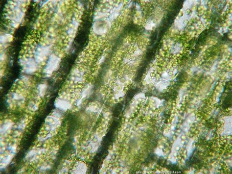 Chloroplaste D Finition Structure R Le