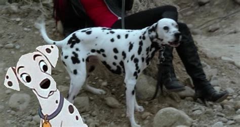 Pongo meets Perdita - disney crossover Photo (31408841) - Fanpop