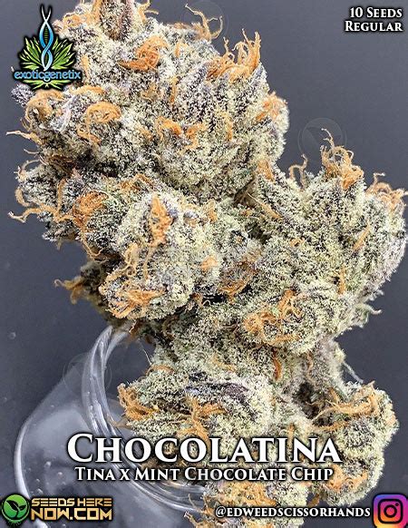 Chocolatina Regular Exotic Genetix Seeds Here Now