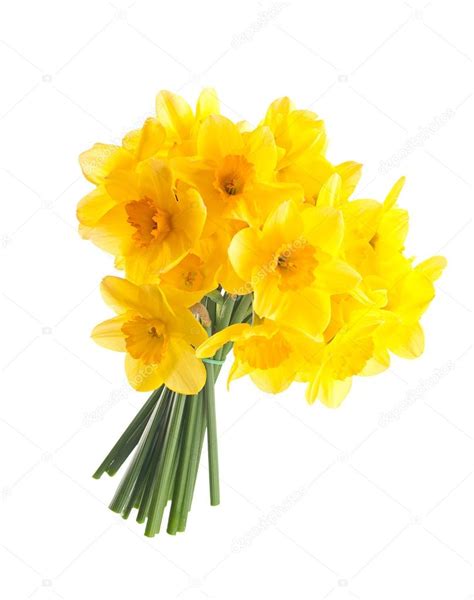 Bouquet of yellow daffodils. Isolated on white background Stock Photo ...