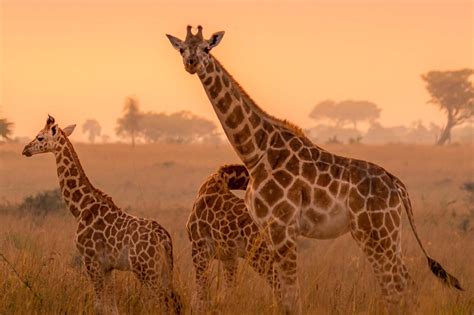 12-Day Explore Uganda, The Pearl of Africa Safari