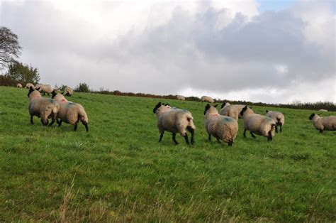 West Somerset Grassy Field Sheep Lewis Clarke Geograph Britain