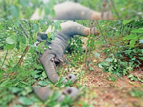 Elephant Carcass Found In Basantpur Smugglers Cut Their Teeth Before