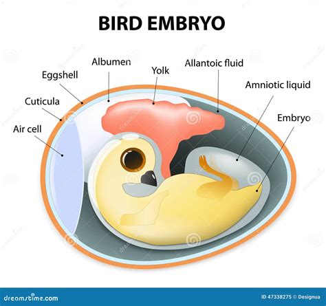 Interior View Of A Birds Egg Stock Vector - Illustration: 47338275