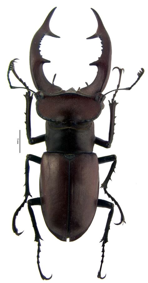 A fine, black scarab beetle with great big mandibles. | Beetle insect, Beetle, Stag beetle