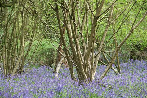 Ancient Or New Woodland Peoples Trust For Endangered Species