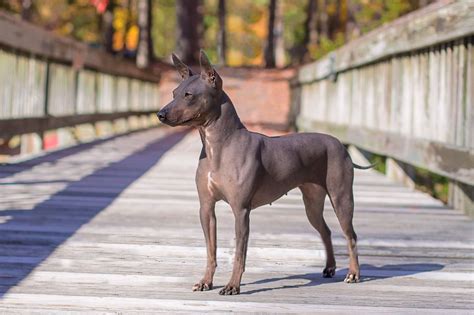 American Hairless Terrier Puppies For Sale