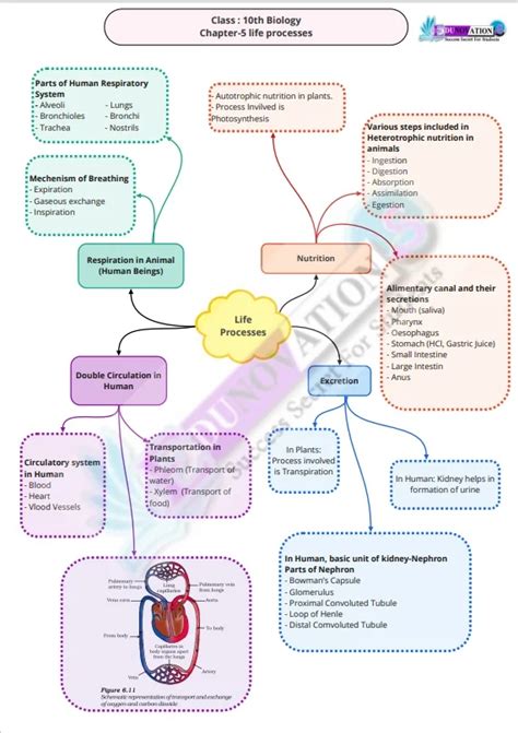 Ncert Mind Maps For Class Th Science Edunovations Book Store