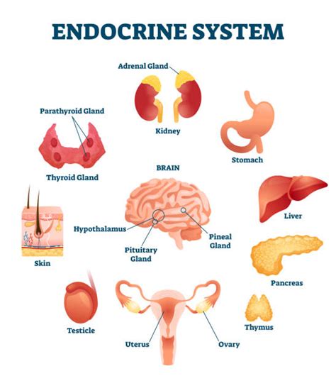 Endocrine System Illustrations Royalty Free Vector Graphics And Clip Art