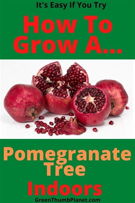 Pomegranate Tree Indoors With The Words How To Grow A And Its Easy If You Try