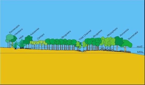 A Typical Zonation Pattern For Mangroves In Sumatra After Whitten Et