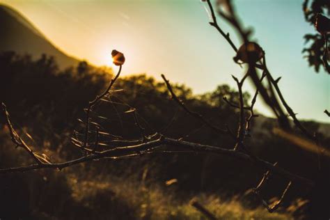 Free Images Tree Nature Branch Light Plant Sunlight Leaf