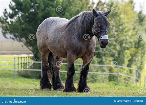 Black Draft Horse Breeds