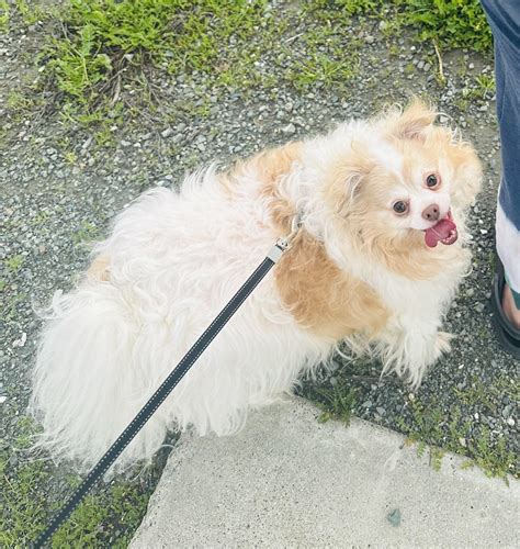 Pomchi