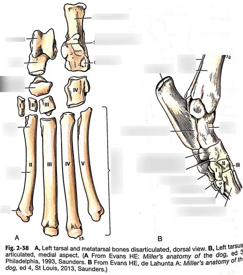 Tarsus Diagram Quizlet