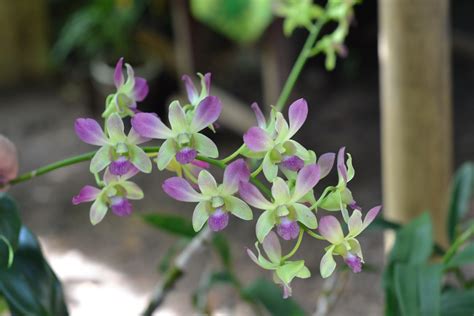 Free Photo Green And Purple Orchid Bloom Blossom Flower Free