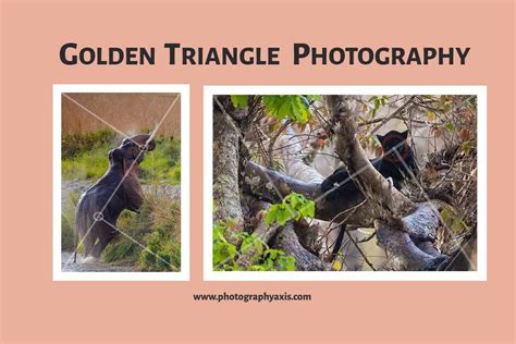 Golden Triangle Photography Composition- Complete Guide - PhotographyAxis