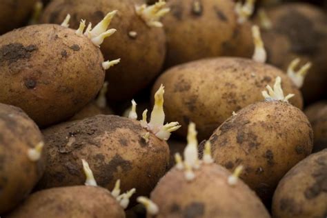 Sind Gekeimte Kartoffeln Essbar Was Kann Mit Alten Kartoffeln Machen