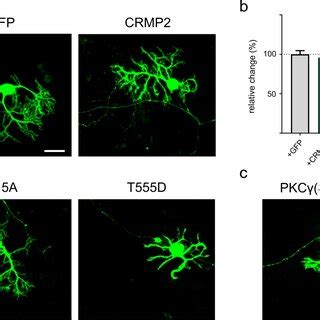 CRMP2 Regulates Dendritic Development Of Cerebellar Purkinje Cells A