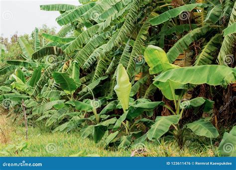 Banana tree in farm. stock photo. Image of leaf, pick - 123611476