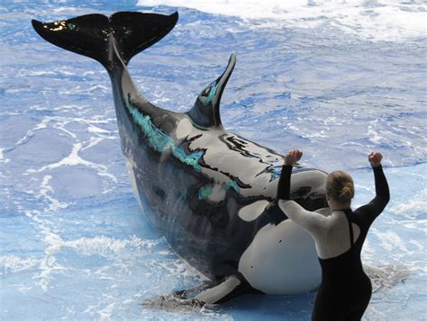 SeaWorld To End Its Controversial Orca Breeding Program