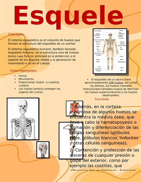 Afiche el esqueleto Esquele to Concepto El sistema esquelético es el