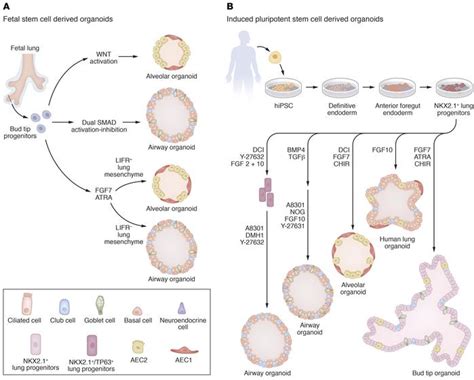 Jci Recent Advances In Lung Organoid Development And Applications In