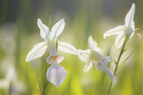 White Egret Orchid Flower Meaning Symbolism Spiritual Significance