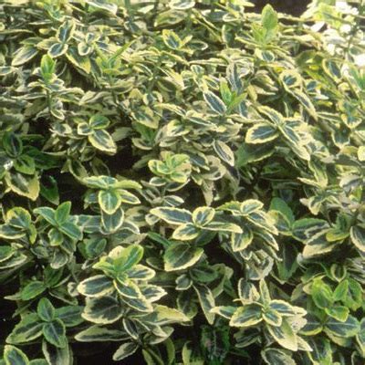 Euonymus Emerald N Gold Ash S Garden Farm