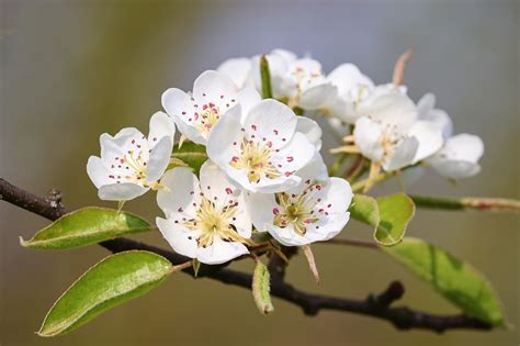 100000 Free Pear Blossom And Pear Images Pixabay