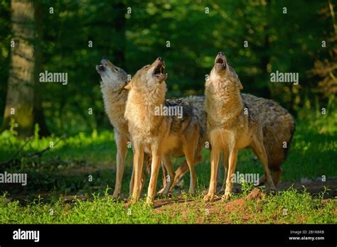 Howling Group Of Wolves High Resolution Stock Photography And Images