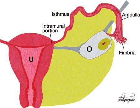 Fallopian Tube Parts