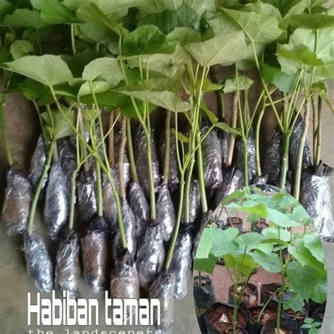 Jual jual pohon jarak pagar tanaman jarak HERBAL di Lapak Taniku_Tanimu ...