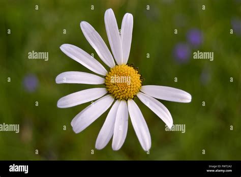 The Daisy Blooms Are Leaking a Warning...And Time Is Running Out - n94howh