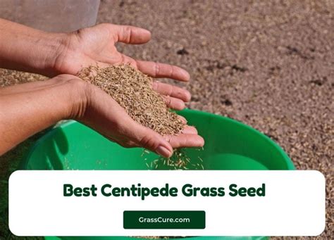 Best Centipede Grass Seed Grass Cure