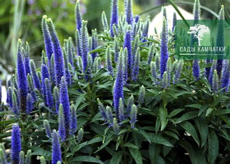 Вероника синяя: описание, посадка, уход, фото из питомника