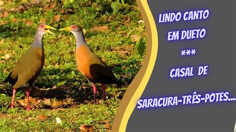 Canto Em Dueto Da Saracura Tr S Potes Aramides Cajaneus Gray Necked