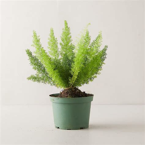 26 Best Types of Indoor Ferns to Grow at Home - Petal Republic